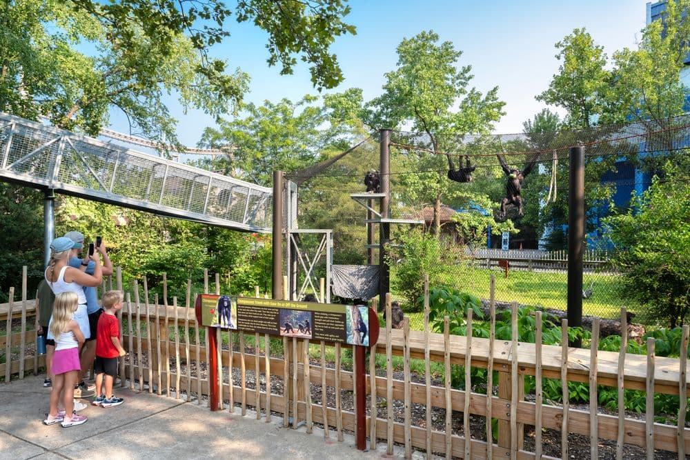 Indianapolis Zoo Chimpanzee Exhibit